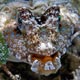 fingered dragonet - Mabul