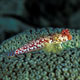 Moyer's dragonet, female - Mabul