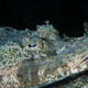 Crocodile fish - Mabul