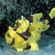 Warty frogfish - Mabul