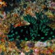 nudibranchs