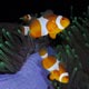 Clownfish