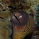 moray eel