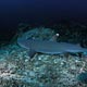 Whitetip shark