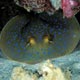 Blue spotted stingray