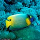 Yellow-mask Angelfish