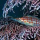 Longnose hawkfish