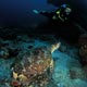 Green turtle and diver