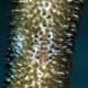 Wire coral goby