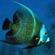 Grey angelfish- the Yucatán