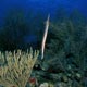 Trumpetfish on reef- the Yucatán
