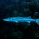 Giant barracuda- the Yucatán