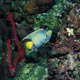 Queen angelfish - Cozumel