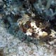 Pufferfish - Cozumel