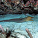 Green moray eel - Cozumel