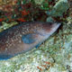 Greater Soapfish - Cozumel