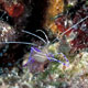 Pedersons cleaner shrimp - Cozumel