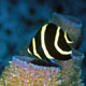 French angelfish - Cozumel