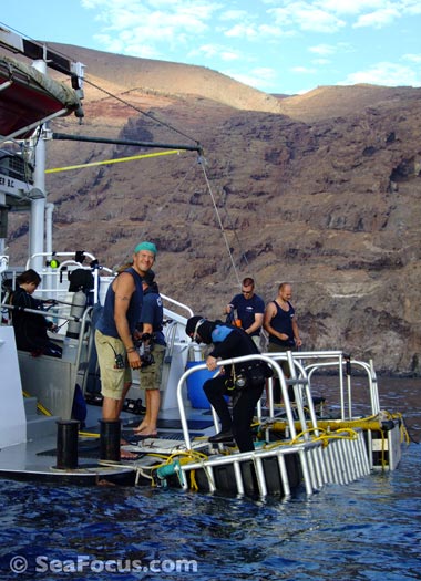 guadalupe island mexico. Diving Guadalupe Island