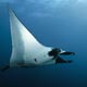 manta ray