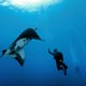 manta ray and diver