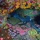 Whitetip shark juveniles