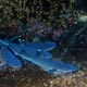 Whitetip sharks