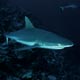 Grey reef shark