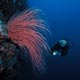 whip corals