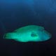 Napoleon wrasse