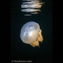 Jellyfish in Jellyfish Lake