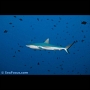 Grey reef shark,  Blue Corner