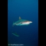 Grey reef shark, Ulong Channel