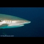 Grey reef shark, Ulong Channel