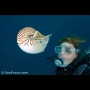 Diving with a nautilus