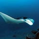 manta ray
