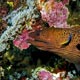 moray eel