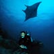 manta ray