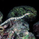 pipefish