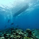 dive boat, divers and reef