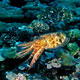 Cuttlefish