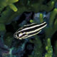 Six-lined soapfish