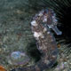 Reunion seahorse at Aquarium