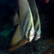 Pinate batfish