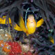 Clownfish in anemone