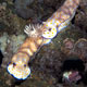 Risbecia pulchella nudibranchs