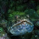 Lizardfish