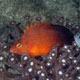 Arabian hawkfish