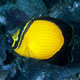 Arabian butterflyfish