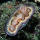 nudibranch